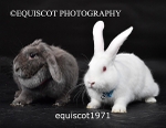 equiscot1971