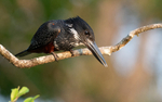 Afican giant kingfisher