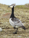 Adult Barnacle Goose, rear view, Jokulsarlon, Iceland