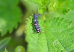 Seven-spot Ladybird larva