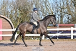 Dressage - CT Class 3 BE92 portfolio