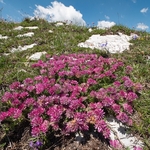 Mountain kidney vetch (Anthyllis montana ssp atropupurea)