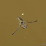 Corixidae (Water Boatman) sp.