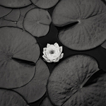 Nymphaea Odorata