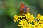 Small Copper