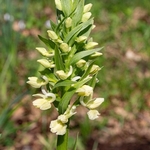 Roman orchid (Dactylorhiza romana