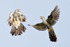 Cuckoo (Cuculus canorus) males fighting