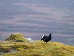 Black Grouse