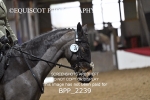 BPP_2239