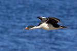 Imperial Shag (adult) in flight, Carcass Island, Falklands