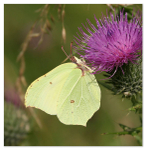 Brimstone