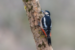 Great Spotted Woodpecker