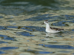 Red-necked Phalarope (juvenile), Farmoor