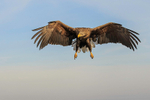 White-tailed Eagle