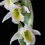 Wild Orchids - 1 portfolio