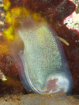 Corella parallelogramma