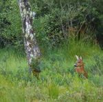 Red Deer
