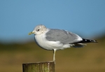 Common Gull