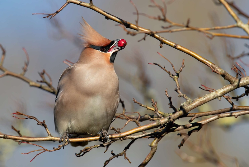 Waxwing - Hassop - Derbyshire