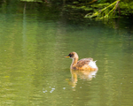 20140809-3K8A4663-3030
