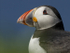 PUFFIN, LUNGA, TRESHNISH ISLES