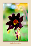 Dahlia 'Dark Desire' 1