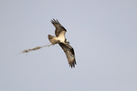 Osprey flying & trailing nest material, Blue Cypress Lake, Florida