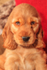 Cute Cocker Spaniel_0052