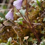 Least snowbell (Soldanella minima)