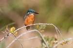 Kingfisher Alcedo Atthis004
