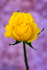 Single Yellow Rose - DSC_0808
