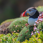 Puffin Relaxing By Sea Pinks, Great Saltee Island