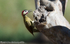 Green-barred woodpecker (male)