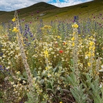 Flowering meadows above Santa Stefano di Sessanio