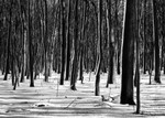 Winters Afternoon