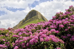 Benbulben Flowers in Bloom