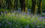 Bluebell woodland