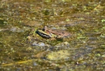 Marsh Frog