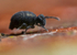 Sminthurinus niger