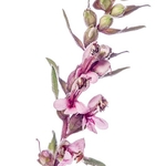 Red Bartsia (Odontites  verna)