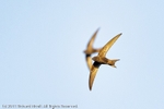Gamebirds and other non-Passerines portfolio