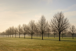 Lime Tree Spring Morning.