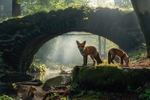 pr104 Foxes BridgeDaishes -standard-scale-2_00x