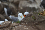Kittiwakes
