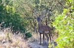 Red Deer
