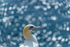 Gannet at Saltee Island in County Wexford