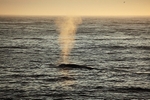 Blue Whale 8998