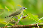 Philadelphia Vireo perched, Manuel Antonio, Costa Rica