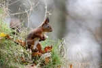 Red Squirrel 3