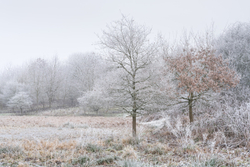 Gelid meadow